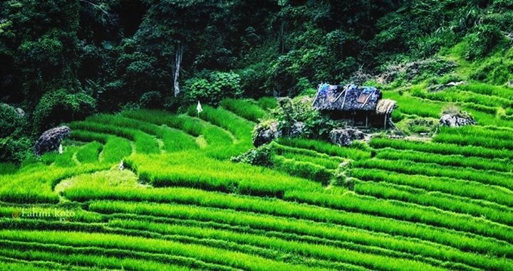 green color, growth, plant, nature, lush foliage, agriculture, beauty in nature, tree, high angle view, leaf, green, tranquility, abundance, rural scene, fern, freshness, plantation, tranquil scene, field, outdoors