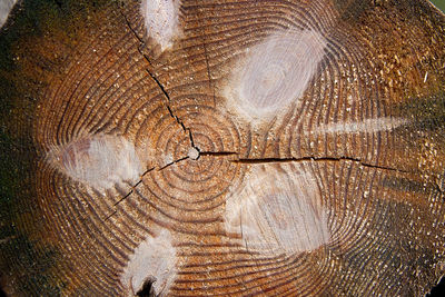 Full frame shot of tree stump