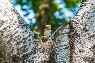 View of an animal on tree trunk