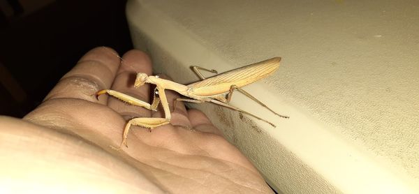 Close-up of hand holding insect