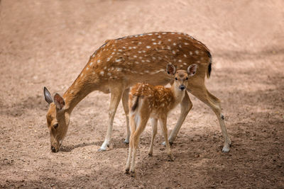 Deer with fawn on field