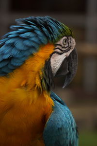 Close-up of a parrot