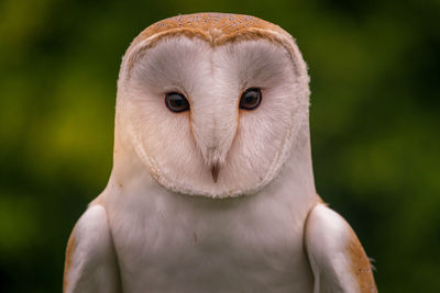 Close-up portrait of a barn owl