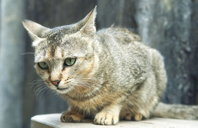 Portrait of a pet cat in outdoor