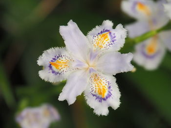 Close-up of white flowering plant