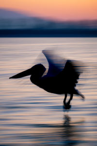 Silhouette birds in lake