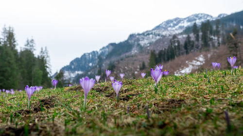 Purple crocus flowers on field