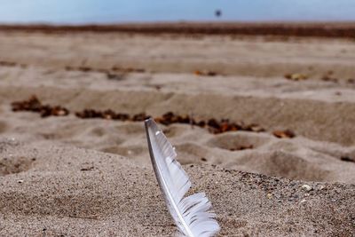 Close-up of feather on beach