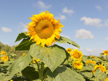 Close-up of yellow sunflower blooming on field against sky