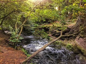 Stream flowing through forest