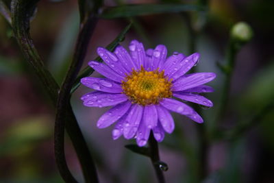 Close-up of flower blooming outdoors