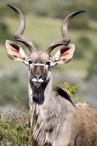 Portrait of kudu