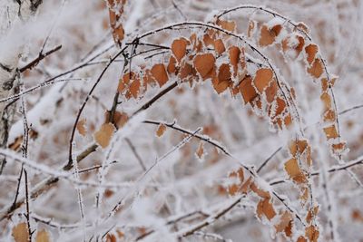 Close-up of snow covered plant