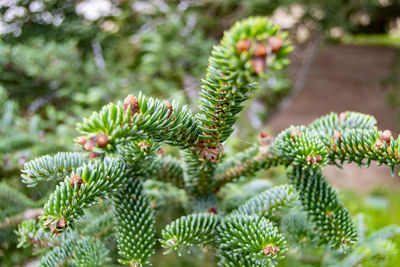 Close-up of pine tree