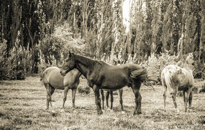 Horses on field in forest