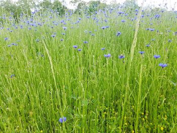 Close-up of flowers growing in field