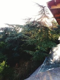 Trees growing in backyard