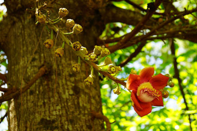 Close-up of flower on tree