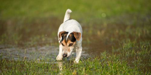 Dog running in field