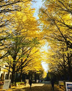 Trees in city against sky