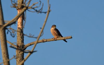 Low angle view of bird perching on branch against sky