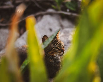 Close-up of a cat