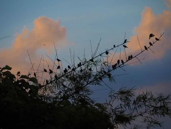 Low angle view of silhouette plants against sky at sunset