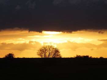 Silhouette of trees at sunset