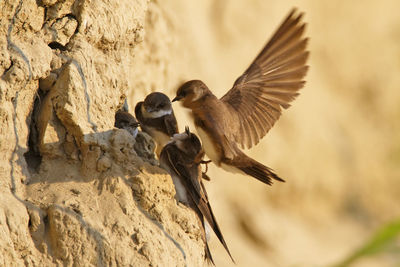 Sand martin in the colony on the steep river banks of the drava river