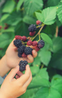 Cropped hand holding blackberries