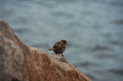 Lonely bird in new york