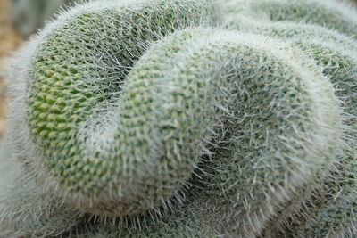 Close-up of cactus plant