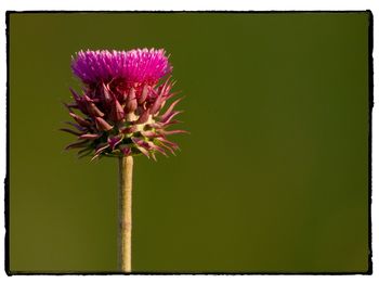 Close-up of thistle blooming outdoors