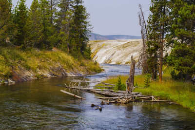 Scenic view of river amidst trees against sky