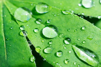 Close-up of raindrops on leaves