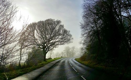 Empty road along trees