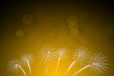 Firework display