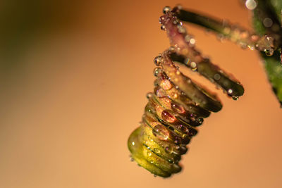 Close-up of water drops on leaf