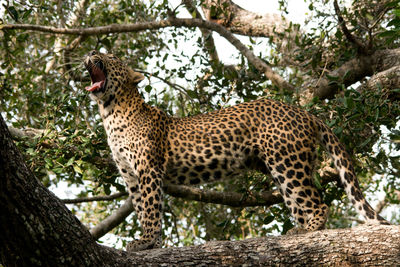 Low angle view of cat on tree