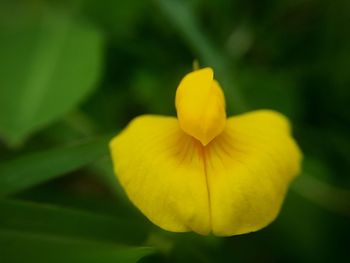 Close-up of yellow flower