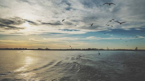 Birds flying over sea against sky