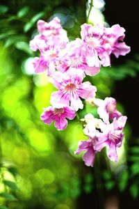 Close-up of pink flowers