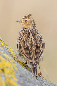 Close-up of bird perching on a tree