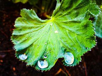 Close-up of wet plant leaves during rainy season