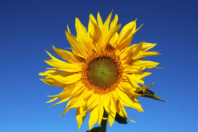 Close-up of sunflower against blue sky