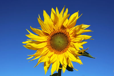 Sunflower and clear blue sky 