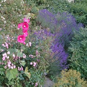 Pink flowers blooming in park