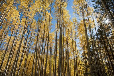 Low angle view of pine trees in forest against sky
