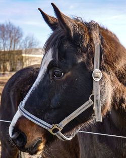 Close-up of a horse on field