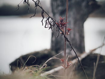 Close-up of plants